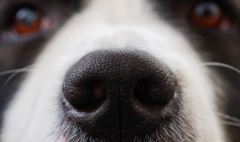 dog, nose, snout-2225537.jpg