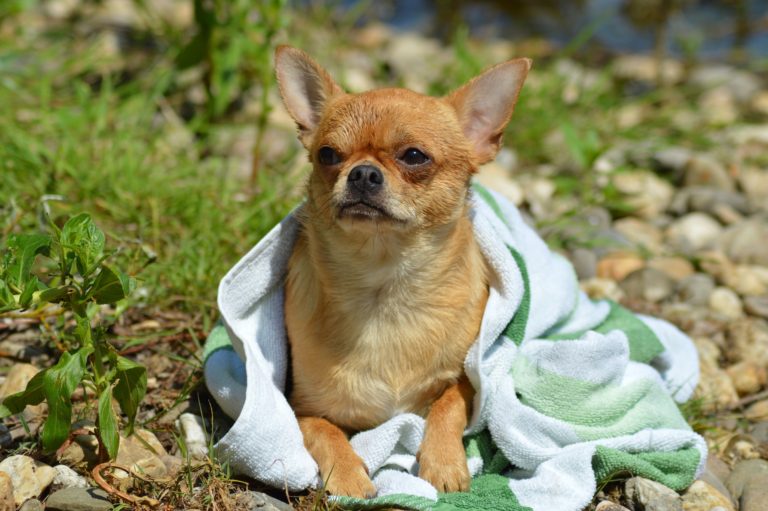 Chihuahua wrapped in towel