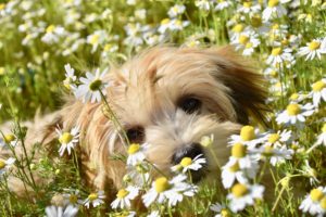 tan fluffy dog in field of white flowers