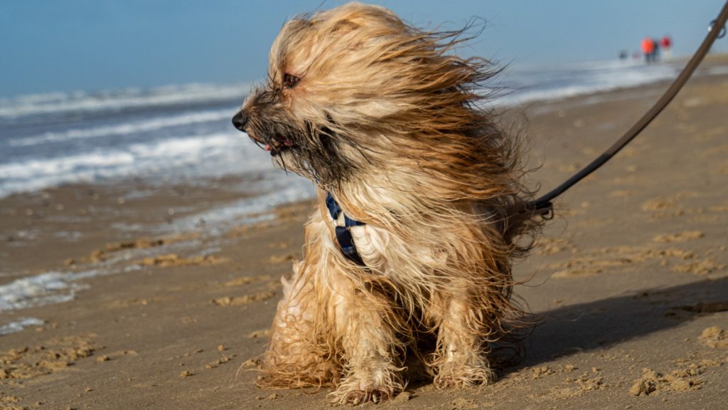 Long haired dog in the wind