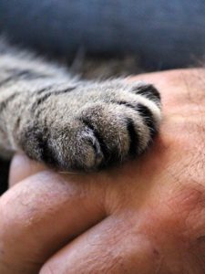 cat's paw, hand, cat-1375792.jpg