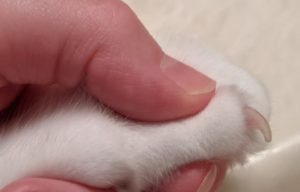 Persons hand extending a cats toe nail