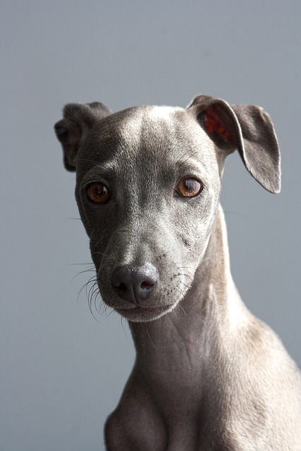 greyhound, dog, puppy, italian greyhound, pet, animal, young dog, domestic dog, nature, canine, purebred, breed, cute, adorable, portrait