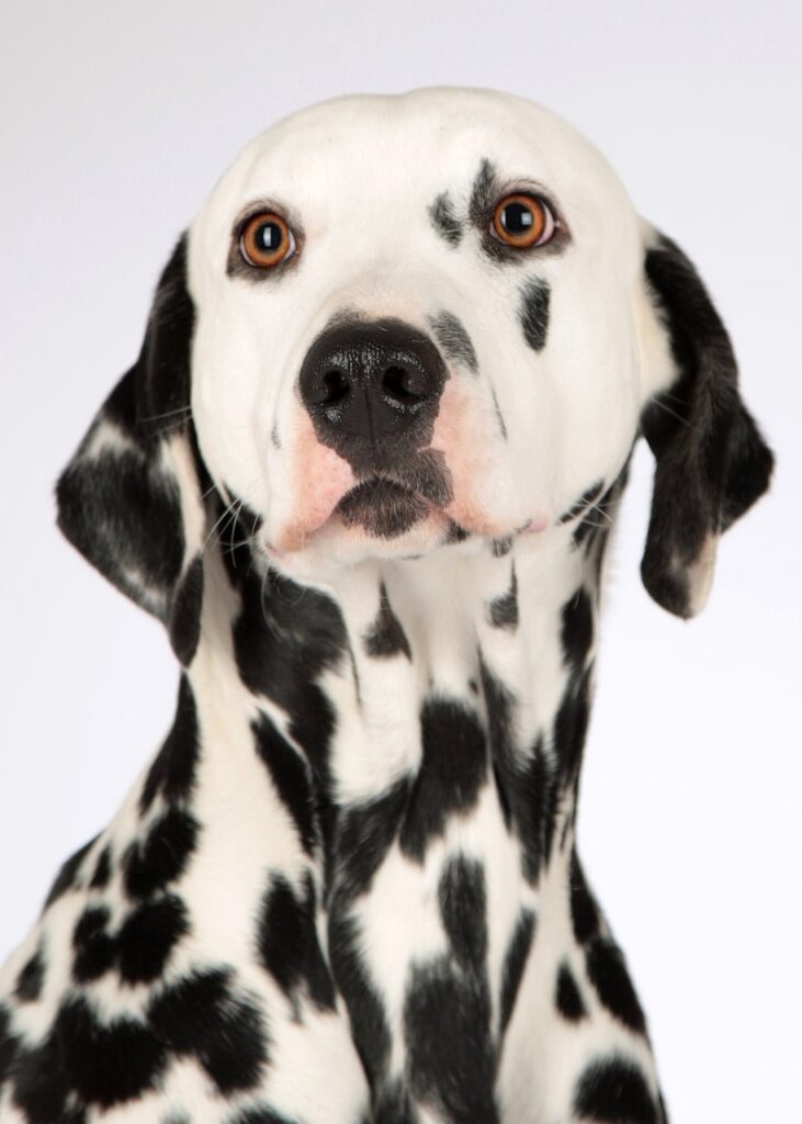 dog, dalmatian, pet, animal portrait, dog head, dog breed, attentive, stains, black-and-white, head, elegant, nature, beautiful, view, animal