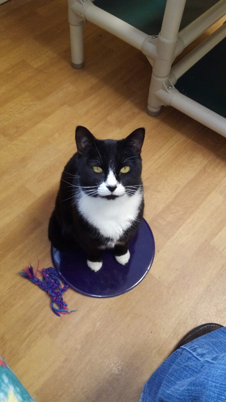 tuxedo cat sitting on purple floor dot