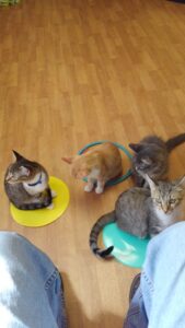 cats each sitting on a floor dot